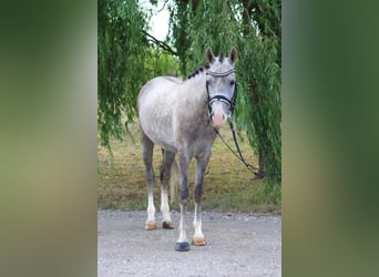 Weitere Ponys/Kleinpferde, Wallach, 5 Jahre, 140 cm, Schimmel