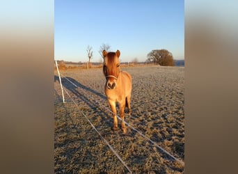 Weitere Ponys/Kleinpferde Mix, Wallach, 5 Jahre, 141 cm, Falbe