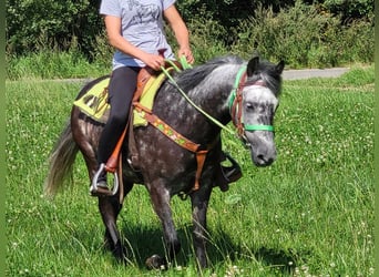 Weitere Ponys/Kleinpferde, Wallach, 5 Jahre, 144 cm, Apfelschimmel
