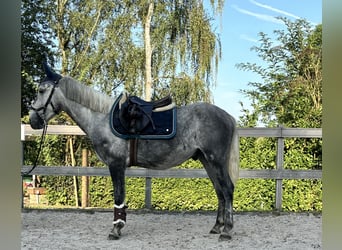 Weitere Ponys/Kleinpferde, Wallach, 5 Jahre, 145 cm, Apfelschimmel