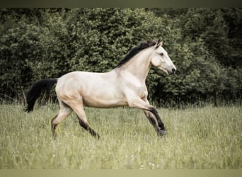 Weitere Ponys/Kleinpferde, Wallach, 5 Jahre, 149 cm, Falbe
