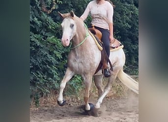 Weitere Ponys/Kleinpferde, Wallach, 5 Jahre, 152 cm, Overo-alle-Farben