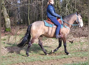 Weitere Ponys/Kleinpferde, Wallach, 5 Jahre, 153 cm, Falbe
