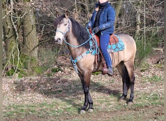 Weitere Ponys/Kleinpferde, Wallach, 5 Jahre, 153 cm, Falbe