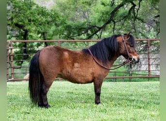 Weitere Ponys/Kleinpferde, Wallach, 5 Jahre, 81 cm, Rotbrauner