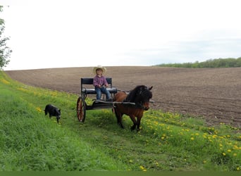 Weitere Ponys/Kleinpferde, Wallach, 5 Jahre, 81 cm, Rotbrauner