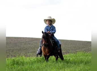 Weitere Ponys/Kleinpferde, Wallach, 5 Jahre, 81 cm, Rotbrauner