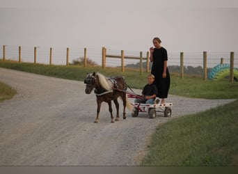 Weitere Ponys/Kleinpferde, Wallach, 5 Jahre, Palomino