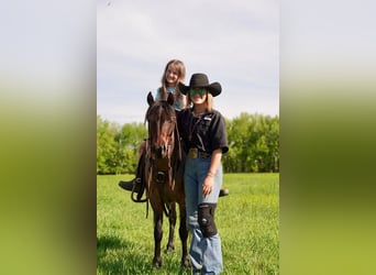 Weitere Ponys/Kleinpferde, Wallach, 5 Jahre, Roan-Bay