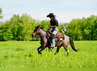 Weitere Ponys/Kleinpferde, Wallach, 5 Jahre, Roan-Bay