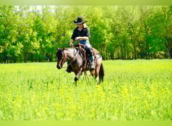 Weitere Ponys/Kleinpferde, Wallach, 5 Jahre, Roan-Bay