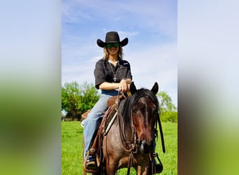 Weitere Ponys/Kleinpferde, Wallach, 5 Jahre, Roan-Bay