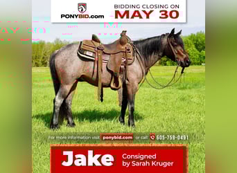 Weitere Ponys/Kleinpferde, Wallach, 5 Jahre, Roan-Bay