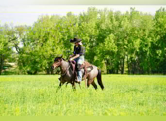 Weitere Ponys/Kleinpferde, Wallach, 5 Jahre, Roan-Bay