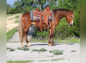 Weitere Ponys/Kleinpferde, Wallach, 5 Jahre, Rotbrauner