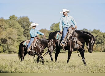 Weitere Ponys/Kleinpferde, Wallach, 6 Jahre, 107 cm, Rappe