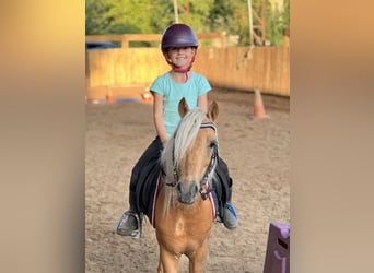 Weitere Ponys/Kleinpferde Mix, Wallach, 6 Jahre, 112 cm, Palomino