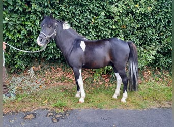 Weitere Ponys/Kleinpferde, Wallach, 6 Jahre, 125 cm
