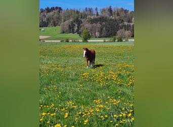 Weitere Ponys/Kleinpferde, Wallach, 6 Jahre, 130 cm, Fuchs