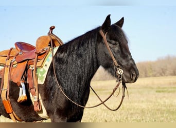 Weitere Ponys/Kleinpferde, Wallach, 6 Jahre, 130 cm, Rappe