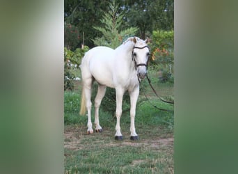 Weitere Ponys/Kleinpferde, Wallach, 6 Jahre, 139 cm, White