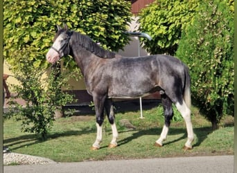 Weitere Ponys/Kleinpferde Mix, Wallach, 6 Jahre, 142 cm, Apfelschimmel