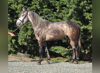 Weitere Ponys/Kleinpferde, Wallach, 6 Jahre, 144 cm, Apfelschimmel