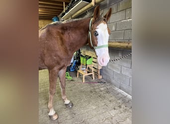 Weitere Ponys/Kleinpferde Mix, Wallach, 6 Jahre, 145 cm, Rotbrauner
