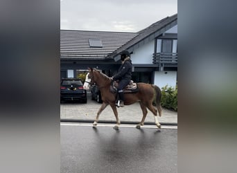 Weitere Ponys/Kleinpferde Mix, Wallach, 6 Jahre, 145 cm, Rotbrauner