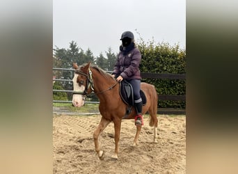 Weitere Ponys/Kleinpferde Mix, Wallach, 6 Jahre, 145 cm, Rotbrauner
