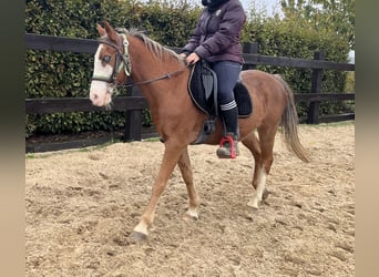 Weitere Ponys/Kleinpferde Mix, Wallach, 6 Jahre, 145 cm, Rotbrauner