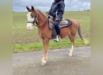 Weitere Ponys/Kleinpferde Mix, Wallach, 6 Jahre, 145 cm, Rotbrauner