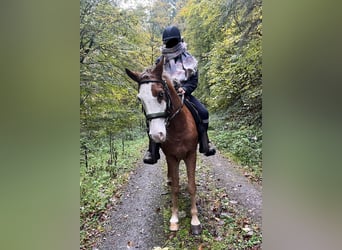 Weitere Ponys/Kleinpferde Mix, Wallach, 6 Jahre, 145 cm, Rotbrauner