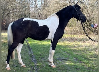 Weitere Ponys/Kleinpferde, Wallach, 6 Jahre, 146 cm, Schecke