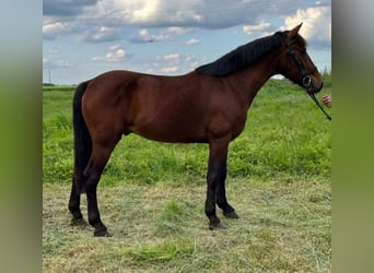 Weitere Ponys/Kleinpferde, Wallach, 6 Jahre, 147 cm, Brauner