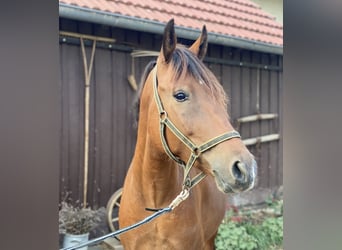 Weitere Ponys/Kleinpferde, Wallach, 6 Jahre, 150 cm, Brauner