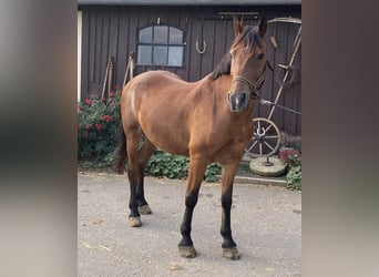 Weitere Ponys/Kleinpferde, Wallach, 6 Jahre, 150 cm, Brauner