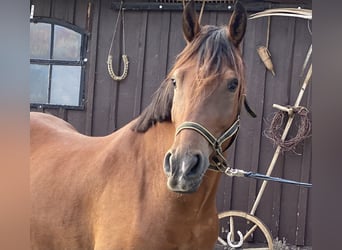 Weitere Ponys/Kleinpferde, Wallach, 6 Jahre, 150 cm, Brauner