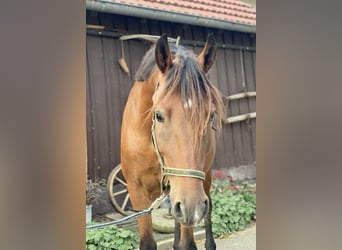 Weitere Ponys/Kleinpferde, Wallach, 6 Jahre, 150 cm, Brauner