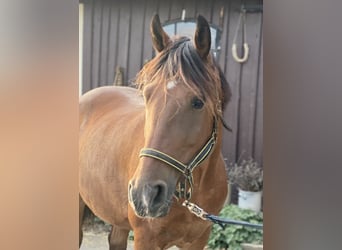 Weitere Ponys/Kleinpferde, Wallach, 6 Jahre, 150 cm, Brauner