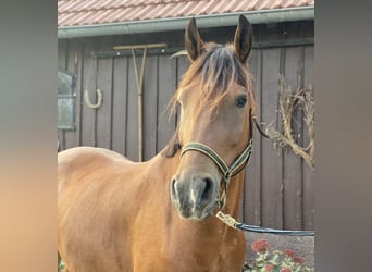 Weitere Ponys/Kleinpferde, Wallach, 6 Jahre, 150 cm, Brauner