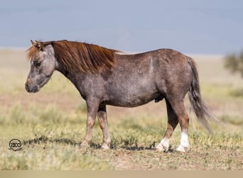 Weitere Ponys/Kleinpferde, Wallach, 6 Jahre, 91 cm, Schimmel