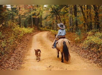 Weitere Ponys/Kleinpferde, Wallach, 6 Jahre, 97 cm, Buckskin