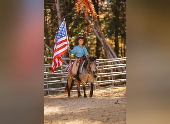 Weitere Ponys/Kleinpferde, Wallach, 6 Jahre, 97 cm, Buckskin
