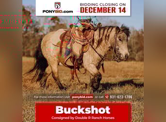 Weitere Ponys/Kleinpferde, Wallach, 6 Jahre, 97 cm, Buckskin