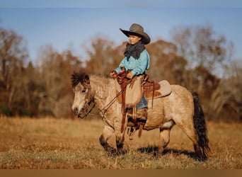 Weitere Ponys/Kleinpferde, Wallach, 6 Jahre, 97 cm, Buckskin