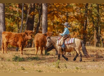 Weitere Ponys/Kleinpferde, Wallach, 6 Jahre, 97 cm, Buckskin