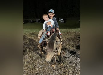 Weitere Ponys/Kleinpferde, Wallach, 6 Jahre, 97 cm, Buckskin