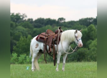 Weitere Ponys/Kleinpferde, Wallach, 6 Jahre, 97 cm, Falbe