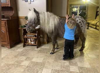 Weitere Ponys/Kleinpferde, Wallach, 6 Jahre, 99 cm